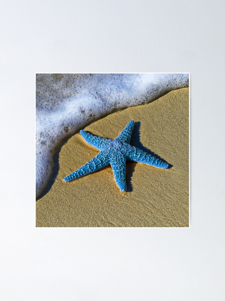 Blue Starfish Poster - Beach starfish print