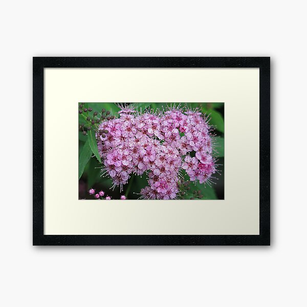 Pink Blossoms  Framed Art Print