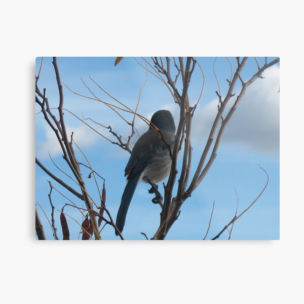 Pondering Sky Metal Print