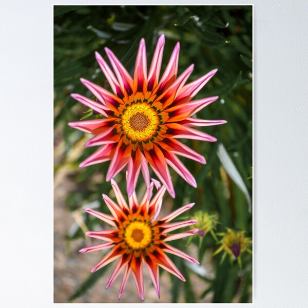 Item preview, Gazania Flower designed and sold by WetDogGallery.