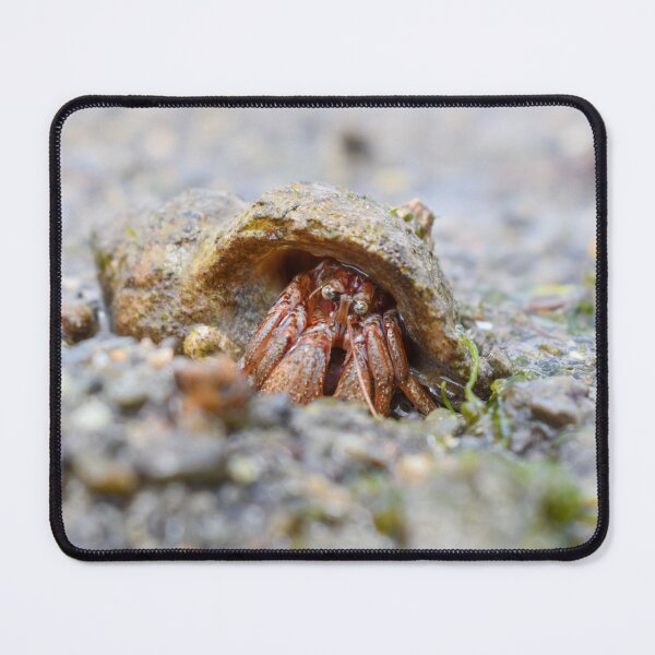 Item preview, Hermit Crab designed and sold by WetDogGallery.
