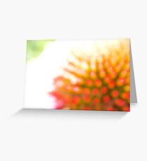 Unfocused Coneflower Greeting Card