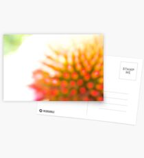 Unfocused Coneflower Postkarten