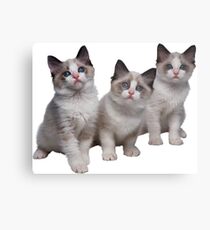 Kittens Metal Print