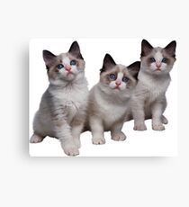 Kittens Canvas Print