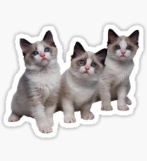 Kittens Sticker