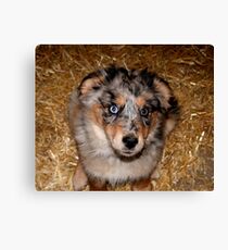 One more treat please!!! Canvas Print