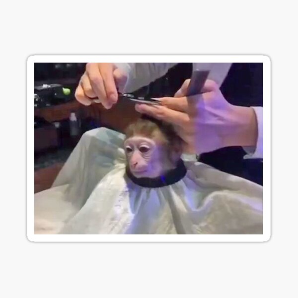 Monkey Haircut Meme Sticker By Jonnyman Redbubble   St,small,507x507 Pad,600x600,f8f8f8.u3 