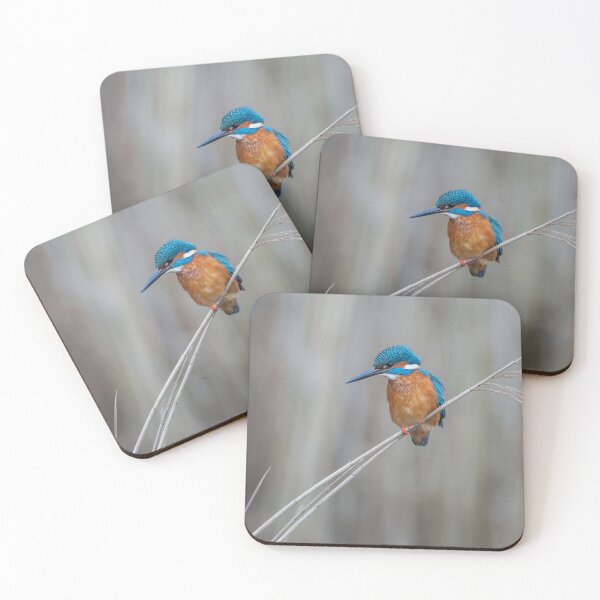 Item preview, Common Kingfisher designed and sold by Steve Liptrot Photography.