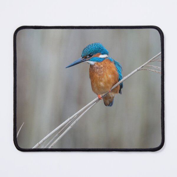 Item preview, Common Kingfisher designed and sold by Steve Liptrot Photography.