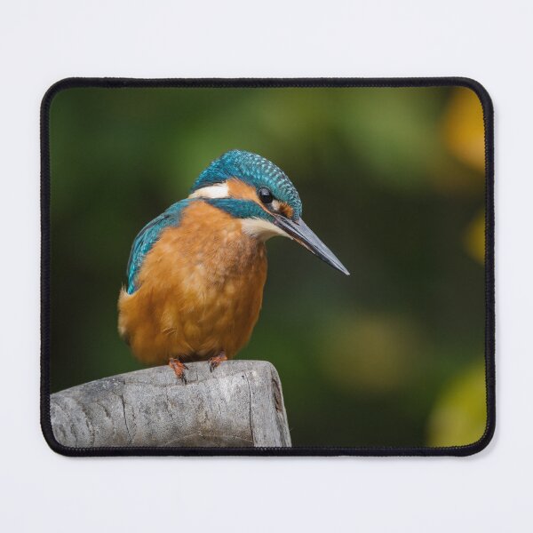 Item preview, The Common Kingfisher designed and sold by Steve Liptrot Photography.