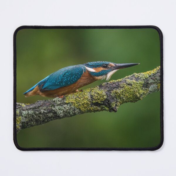 Item preview, The Common Kingfisher designed and sold by Steve Liptrot Photography.