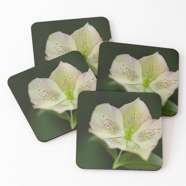 Item preview, Green Hellebores designed and sold by Joy Watson - Natural Light Photography .