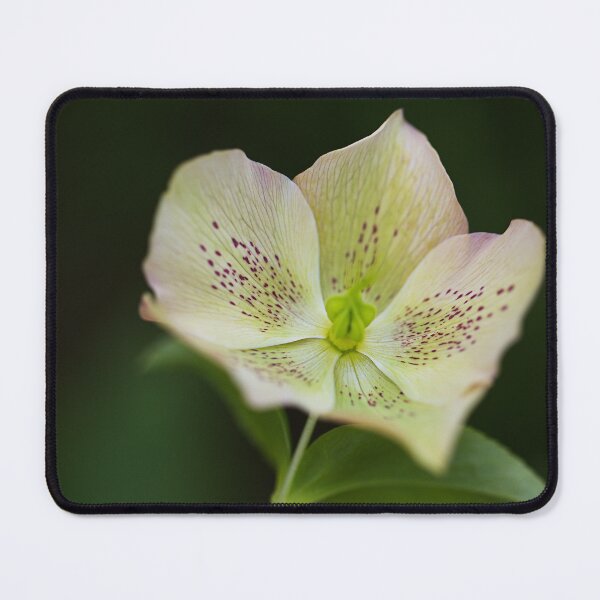 Item preview, Green Hellebores designed and sold by Joy Watson - Natural Light Photography .