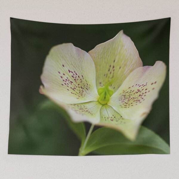 Item preview, Green Hellebores designed and sold by Joy Watson - Natural Light Photography .