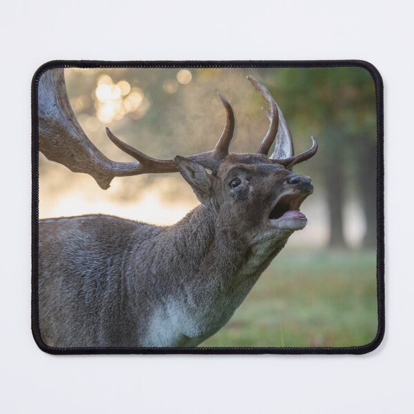 Item preview, Fallow deer designed and sold by Steve Liptrot Photography.
