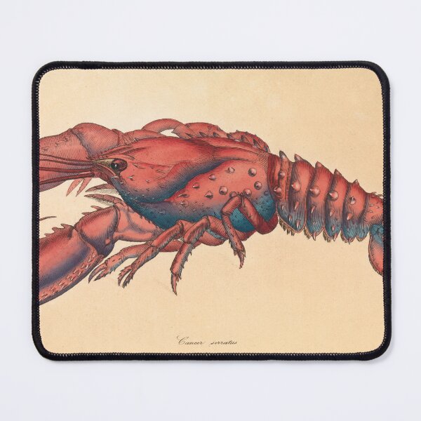Item preview, James Sowerby  Serrated Lobster designed and sold by OldTimeArt.