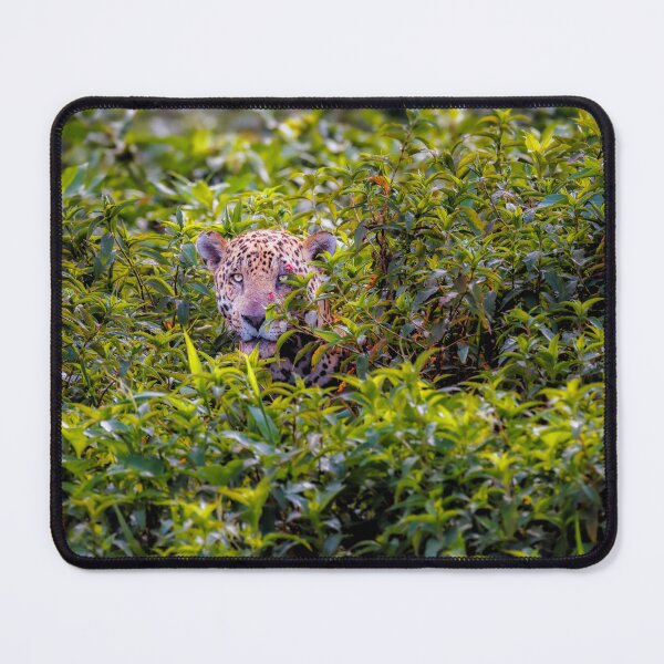 Item preview, Jaguar, Pantanal, Brazil designed and sold by Graham Prentice.