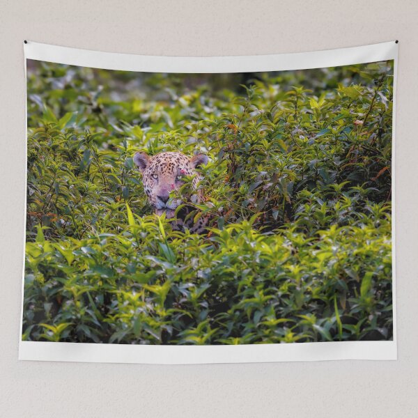 Item preview, Jaguar, Pantanal, Brazil designed and sold by Graham Prentice.