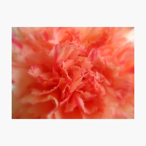 Dream Carnation Photographic Print