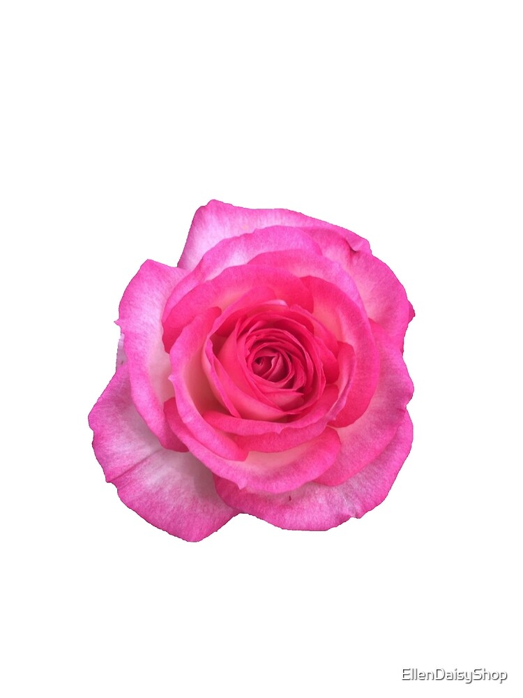Pink White Rose floral Beauty by EllenDaisyShop
