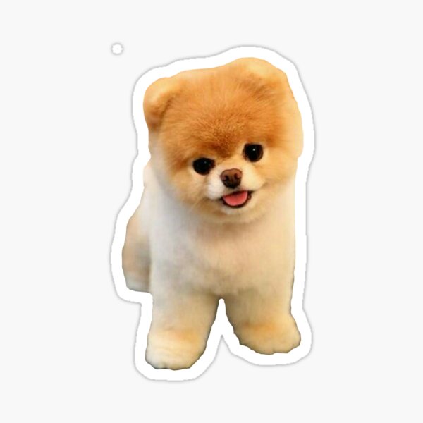 Boo Cutest Dog Merch & Gifts for Sale