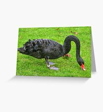 A Black Swan At Dawlish Devon UK Greeting Card