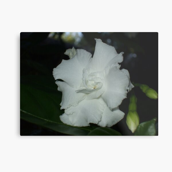 CARNATION OF INDIA Metal Print