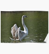 Swan Dance ~ Wrest Park, Bedfordshire ~ 2010 Poster