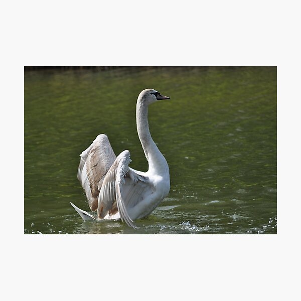 Swan Dance ~ Wrest Park, Bedfordshire ~ 2010 Photographic Print