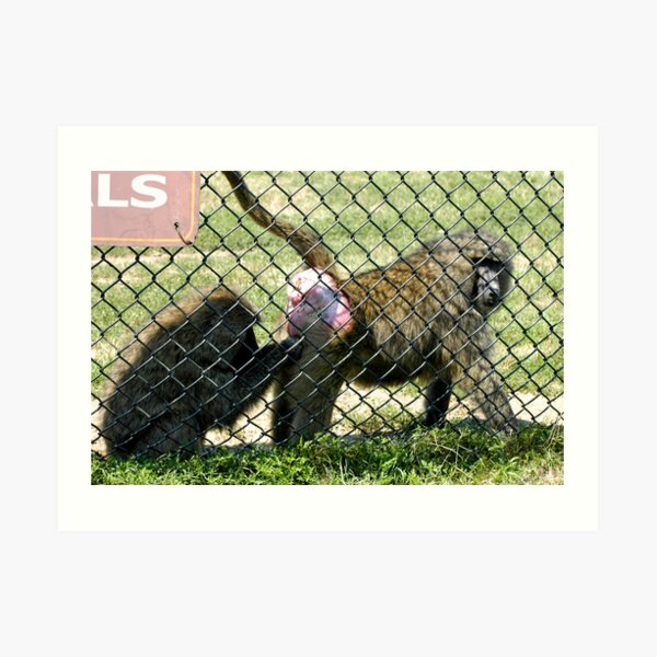 Primate Proctology 101 Art Print