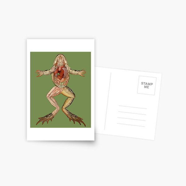 Vista previa del artículo con la obra «Ilustración antigua de anatomía de rana», diseñado y vendido por monsterplanet.