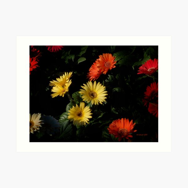 Scattered Glory Art Print