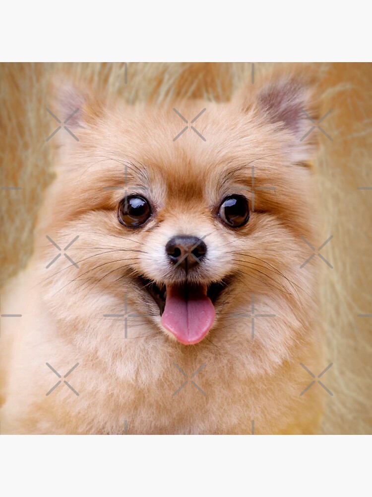 Pin on Pomeranians