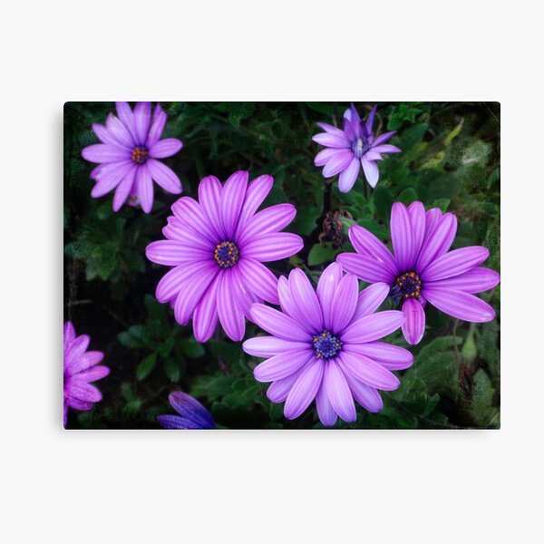 Daisy madness Canvas Print