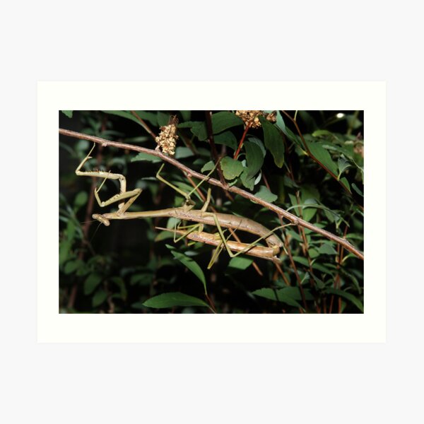 Art Print