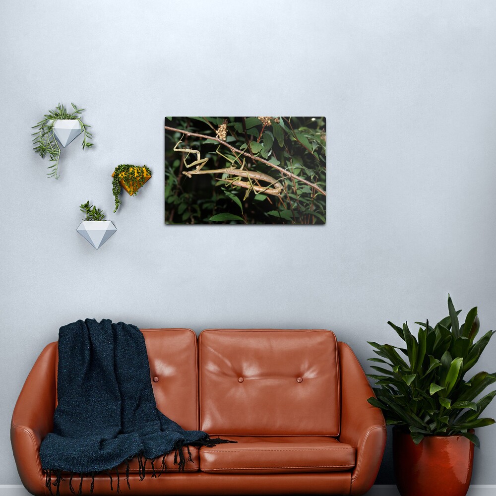 He lost his head... Metal Print