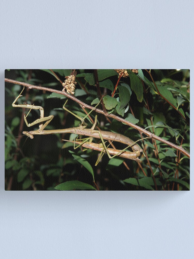 Alternate view of He lost his head... Canvas Print