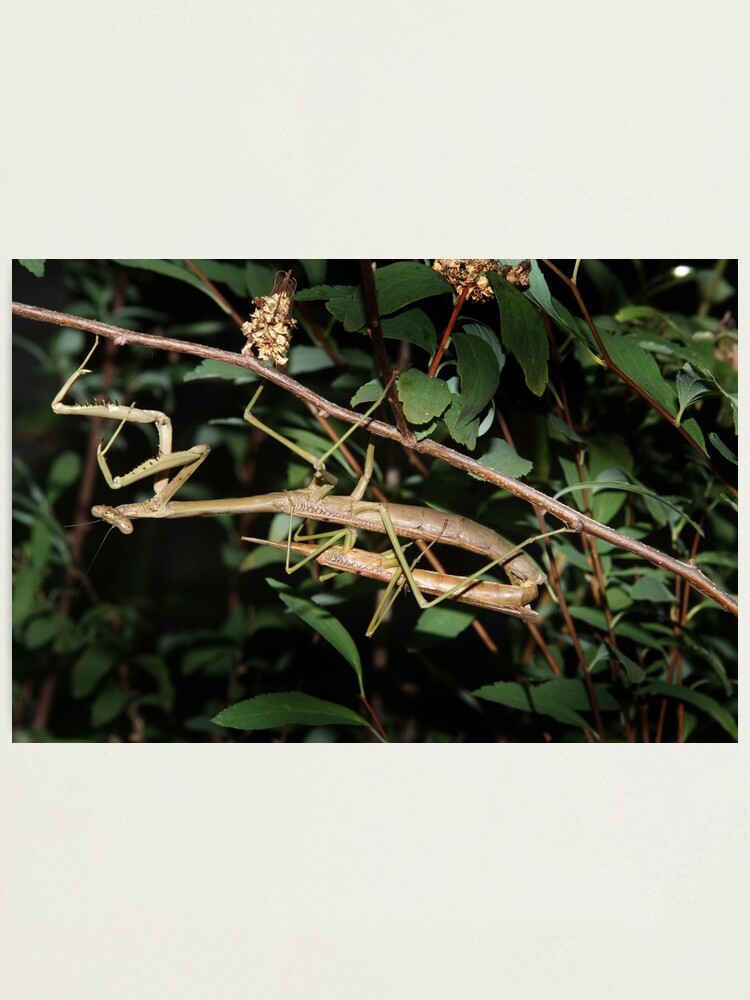 Alternate view of He lost his head... Photographic Print