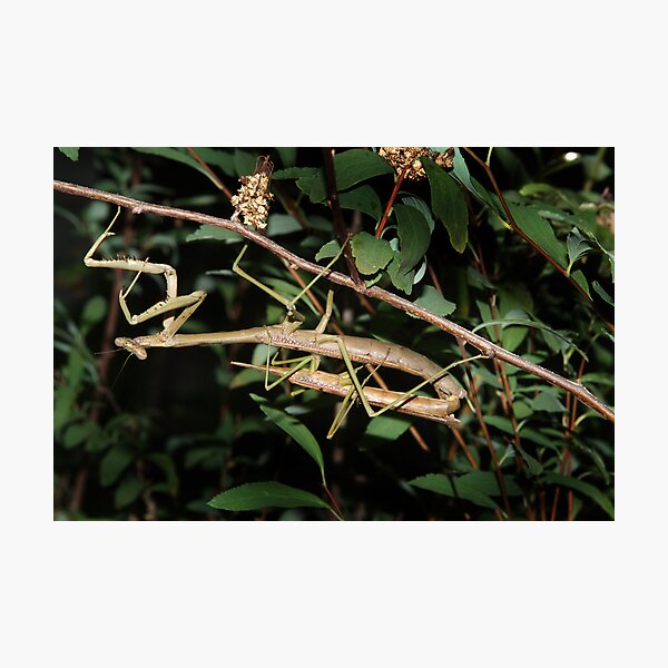 He lost his head... Photographic Print