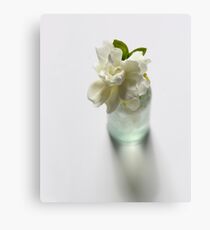 Gardenia in Aqua Bottle on White Canvas Print