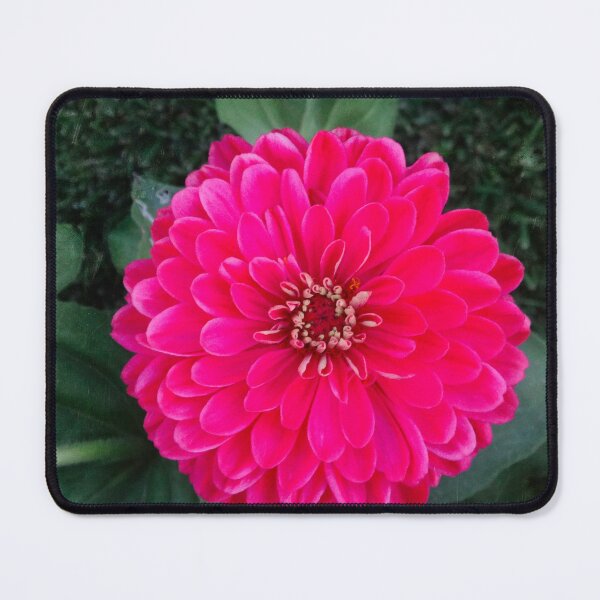 Item preview, Dahlia star designed and sold by Maxiverse.