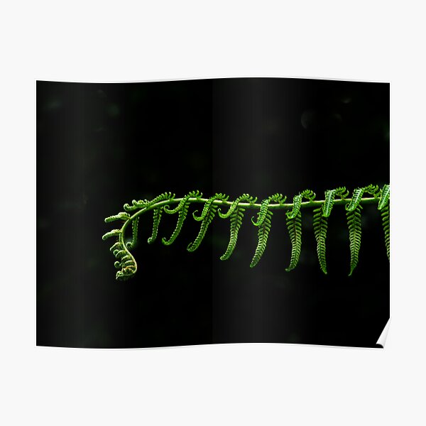 Fern Frond Poster
