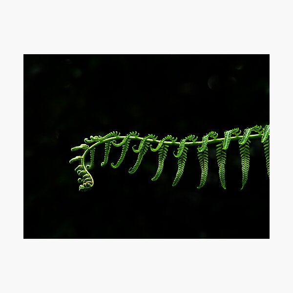 Fern Frond Photographic Print