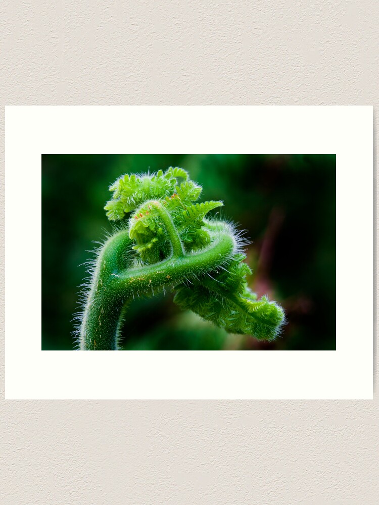 Thumbnail 2 of 3, Art Print, Fern Frond 2 designed and sold by theoddshot.