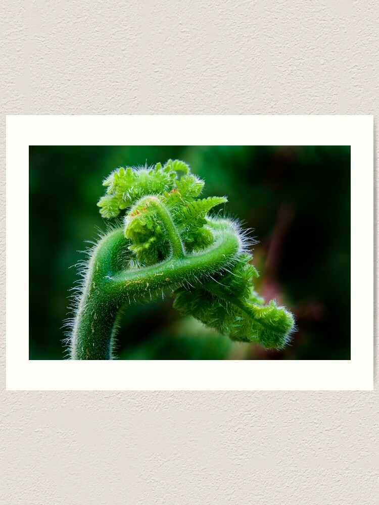 Alternate view of Fern Frond 2 Art Print