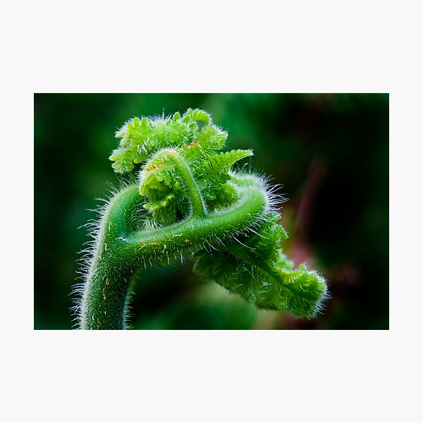 Fern Frond 2 Photographic Print