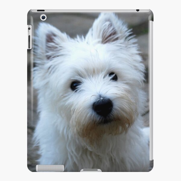 16x16 Multicolor West Highland White Terrier DU Clothing Westie West Highland White Terrier Always Be Yourself Retro Throw Pillow