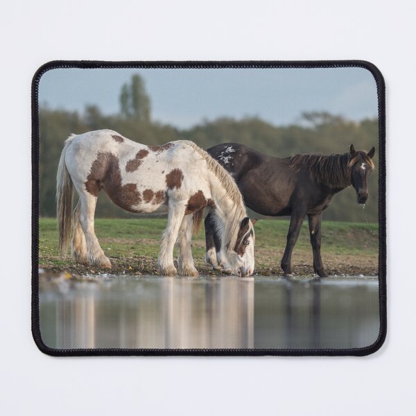 Item preview, Romany Horses designed and sold by Steve Liptrot Photography.