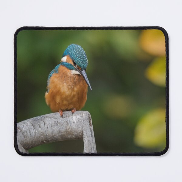 Item preview, The Common Kingfisher designed and sold by Steve Liptrot Photography.